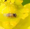 Thaumatomyia notata
